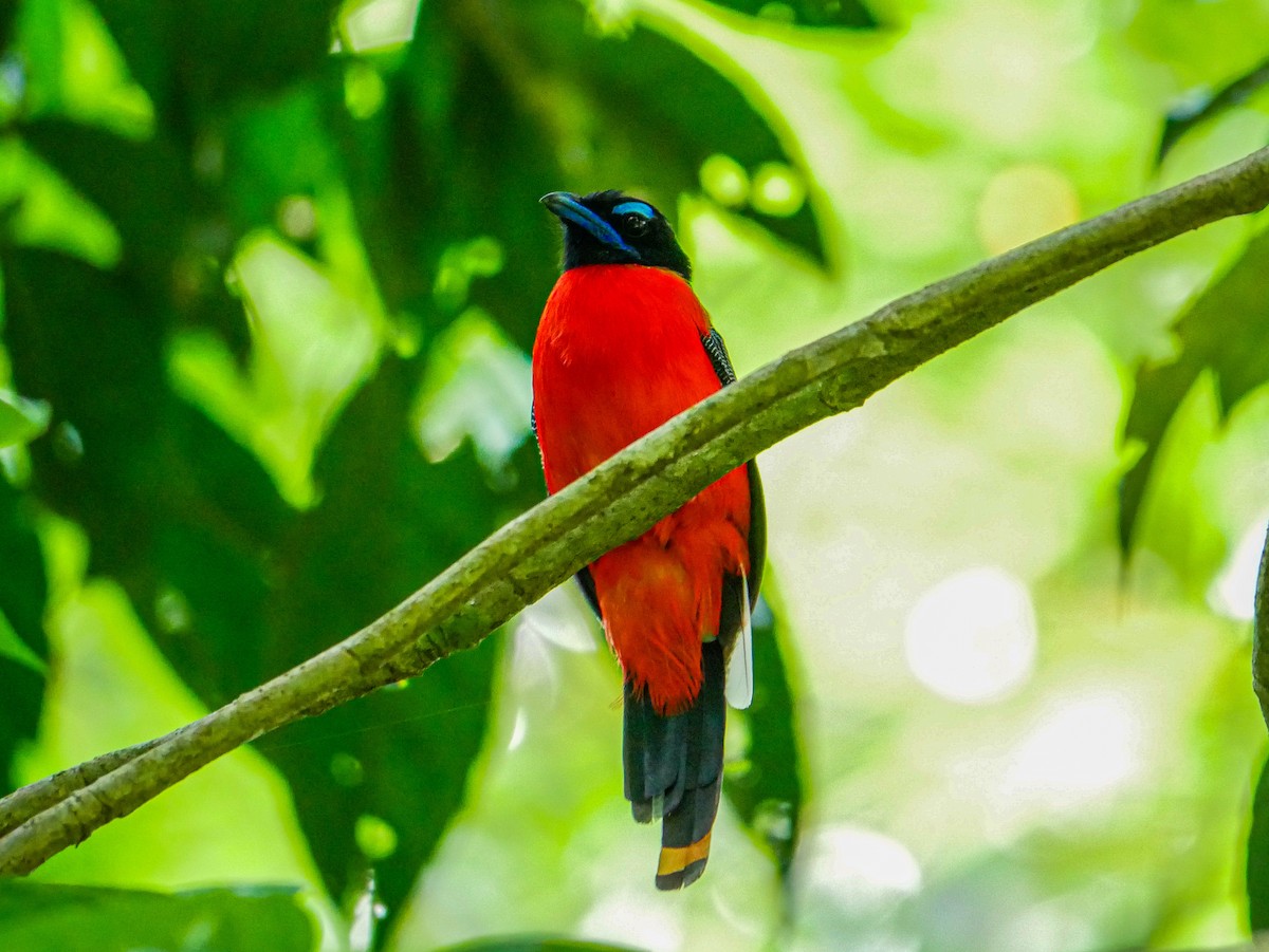 Scarlet-rumped Trogon - ML620740805