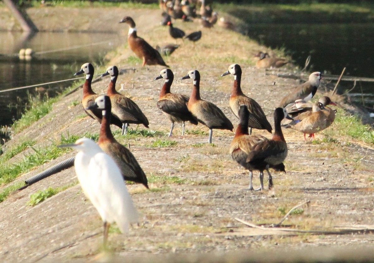 White-faced Whistling-Duck - Miguel  Magro