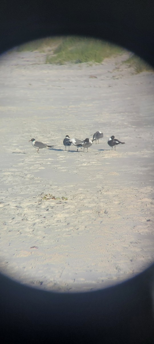 Laughing Gull - ML620740810