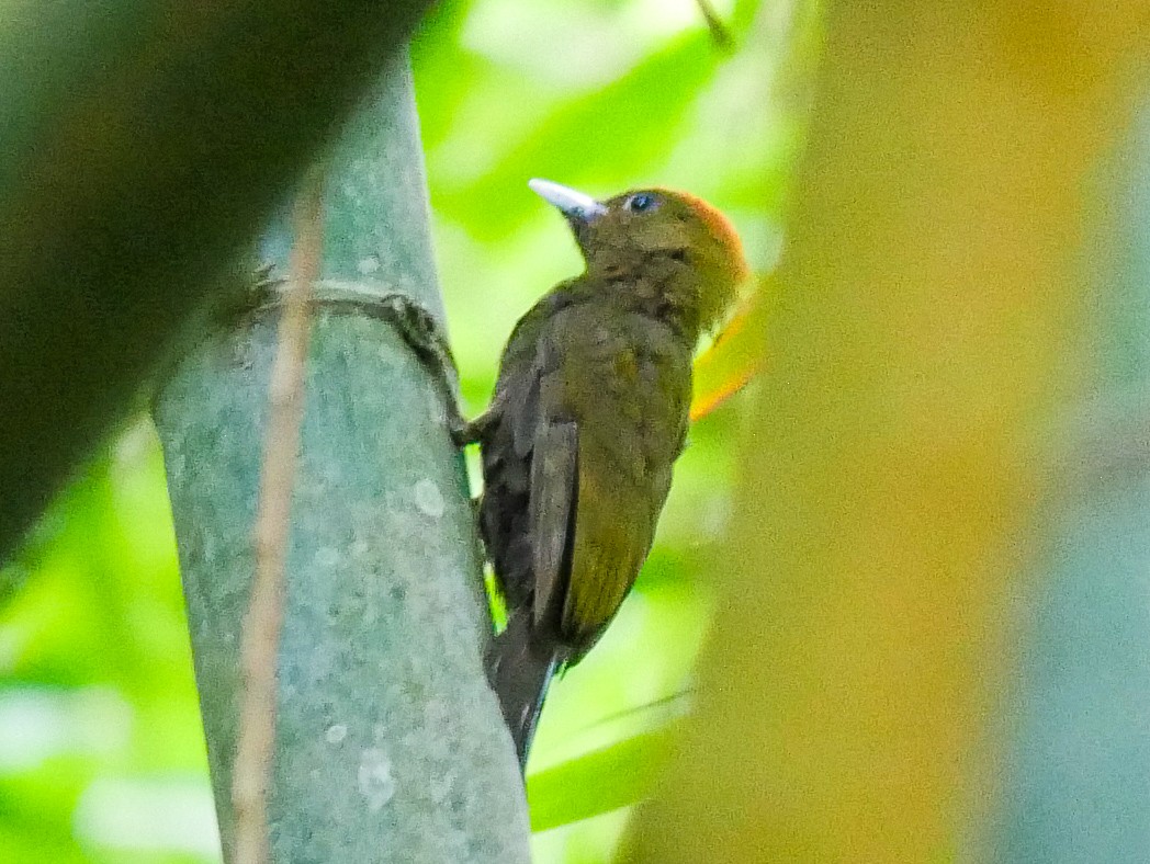 Bamboo Woodpecker - ML620740811