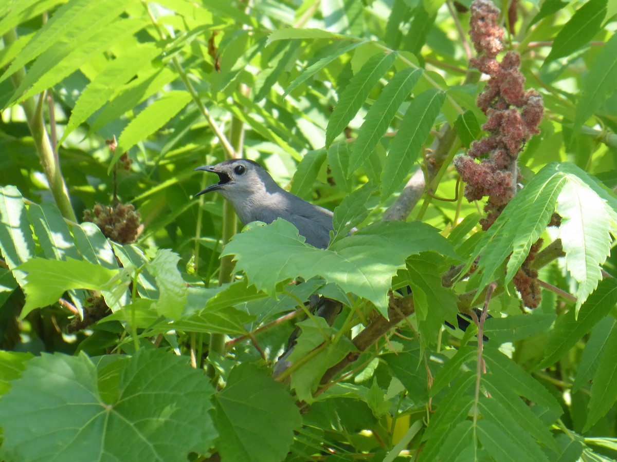 Gray Catbird - M. Jordan