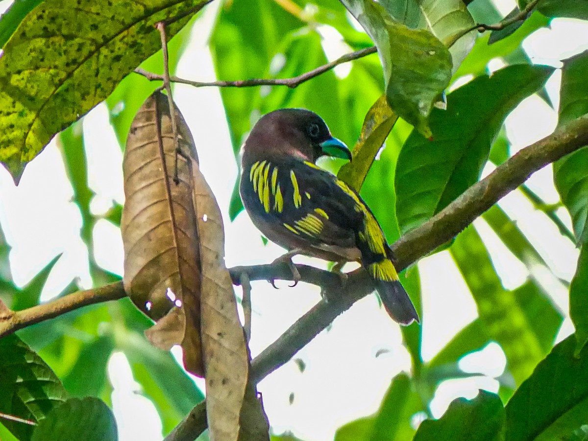 Banded Broadbill - ML620740817