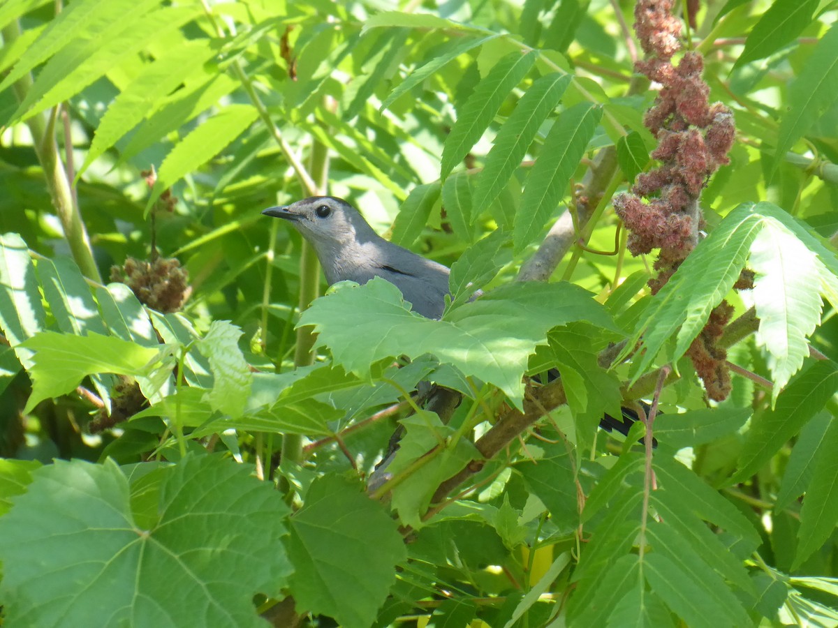 Gray Catbird - ML620740818