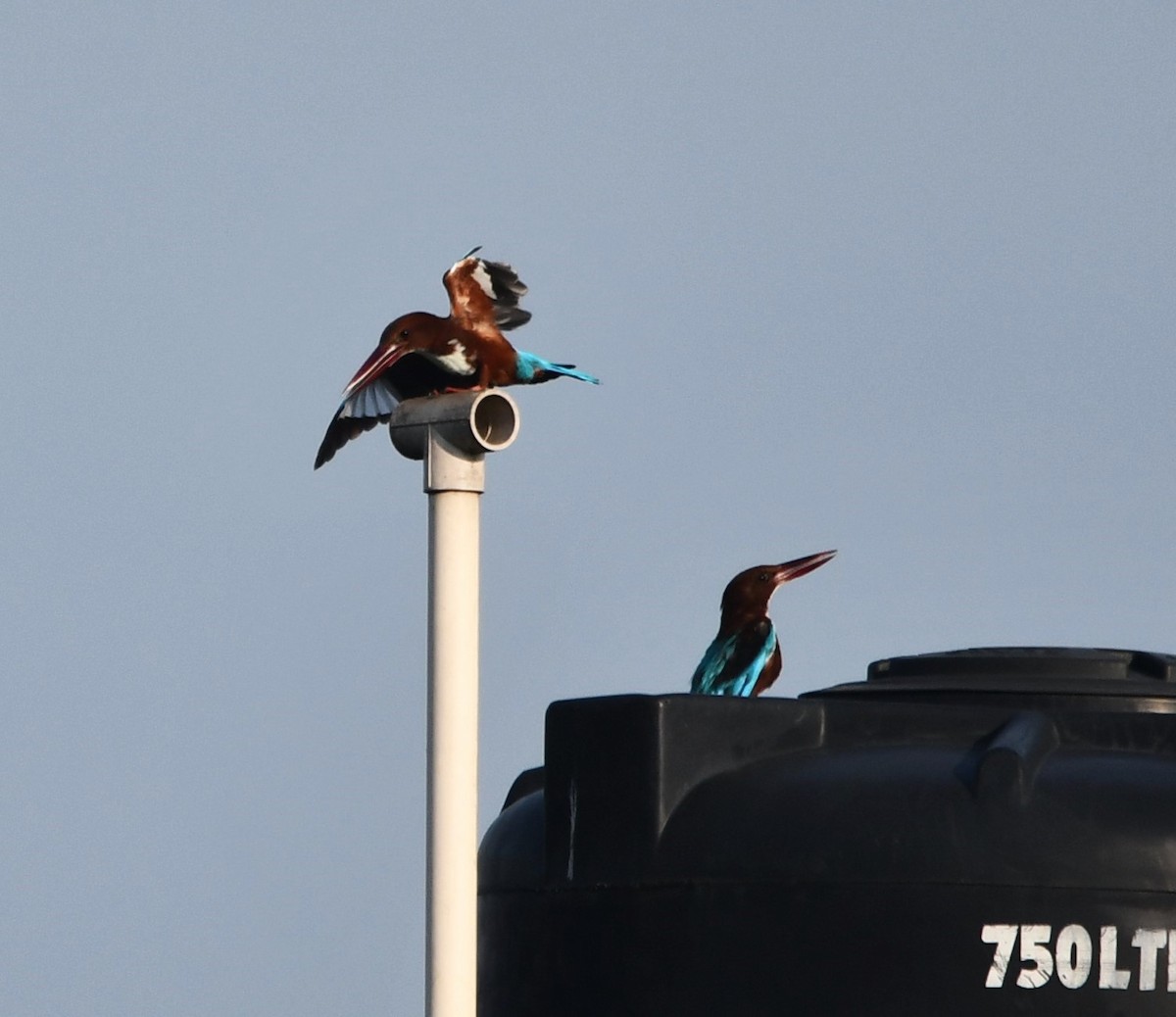 White-throated Kingfisher - ML620740819