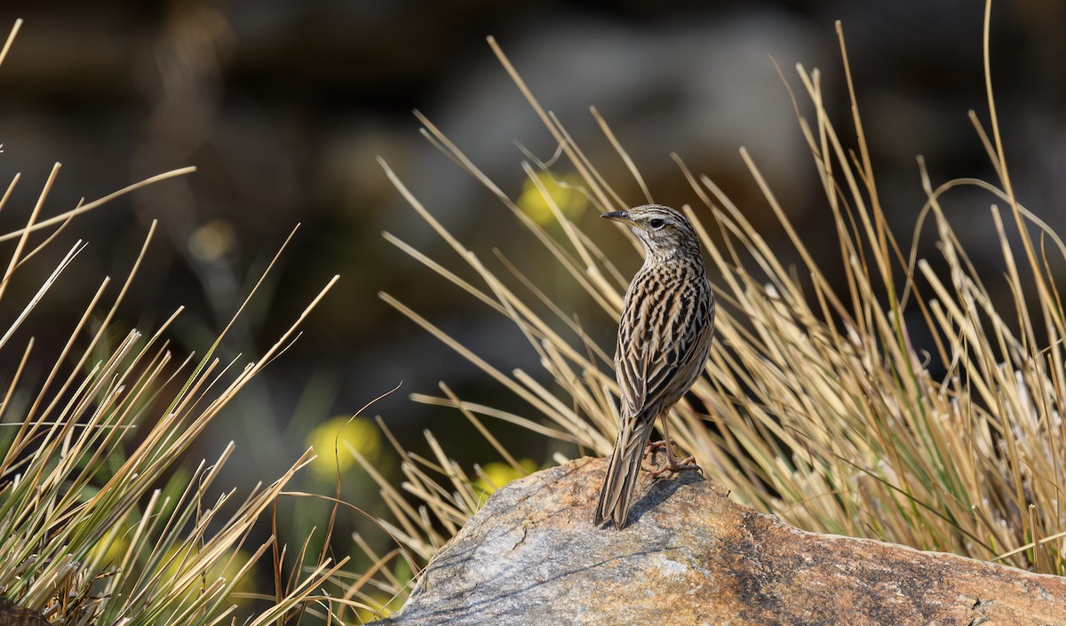 Upland Pipit - ML620740820