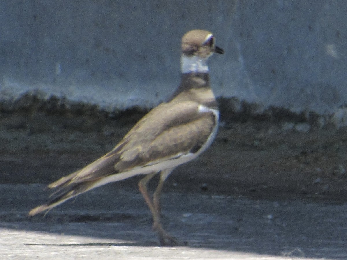 Killdeer - ML620740821