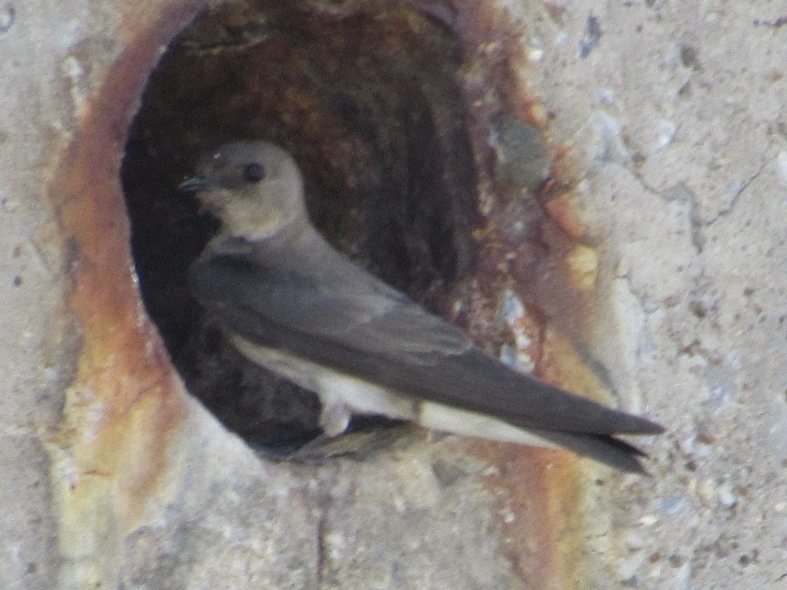 Northern Rough-winged Swallow - ML620740828