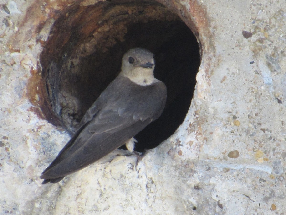 Northern Rough-winged Swallow - ML620740830