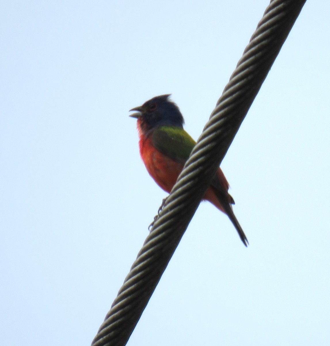 Painted Bunting - ML620740833