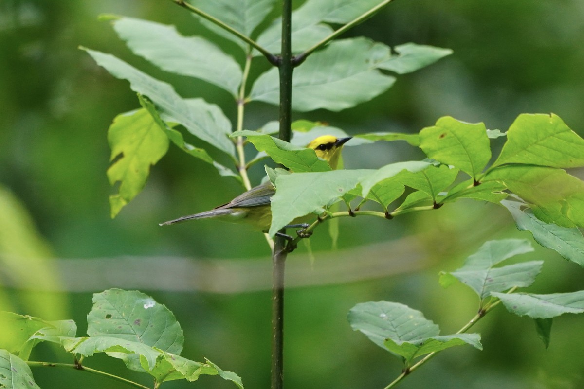 Blue-winged Warbler - ML620740837