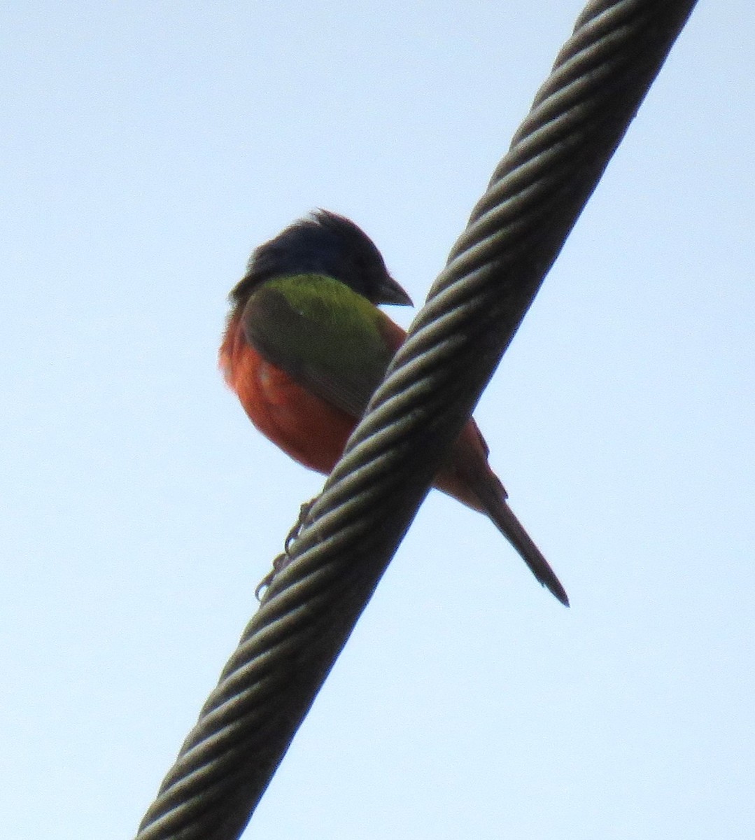 Painted Bunting - ML620740841