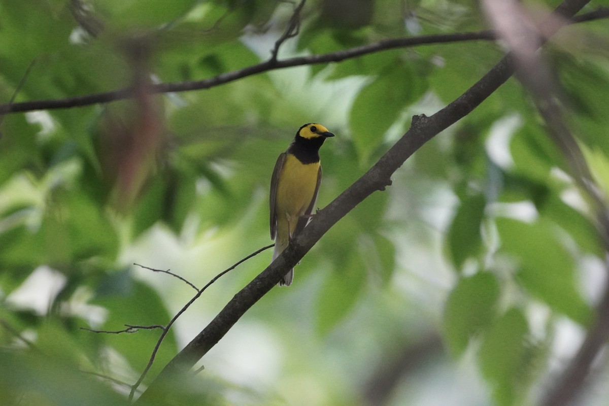 Hooded Warbler - ML620740843