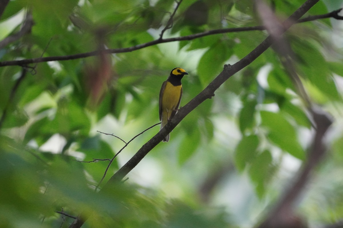 Hooded Warbler - Greg Hertler