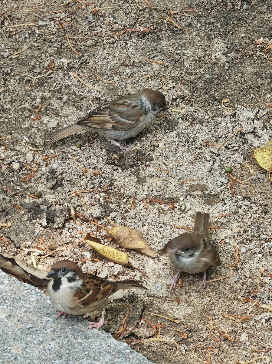 Eurasian Tree Sparrow - ML620740851