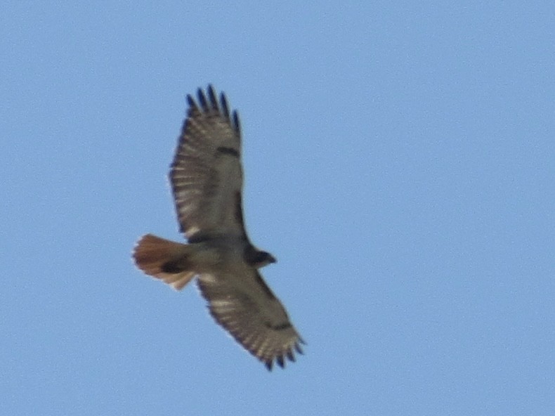 Red-tailed Hawk - Shawn Johnson