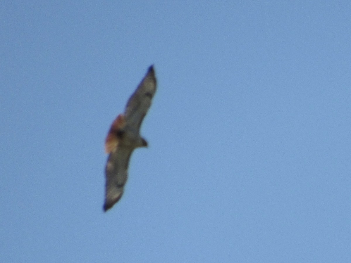 Red-tailed Hawk - Shawn Johnson