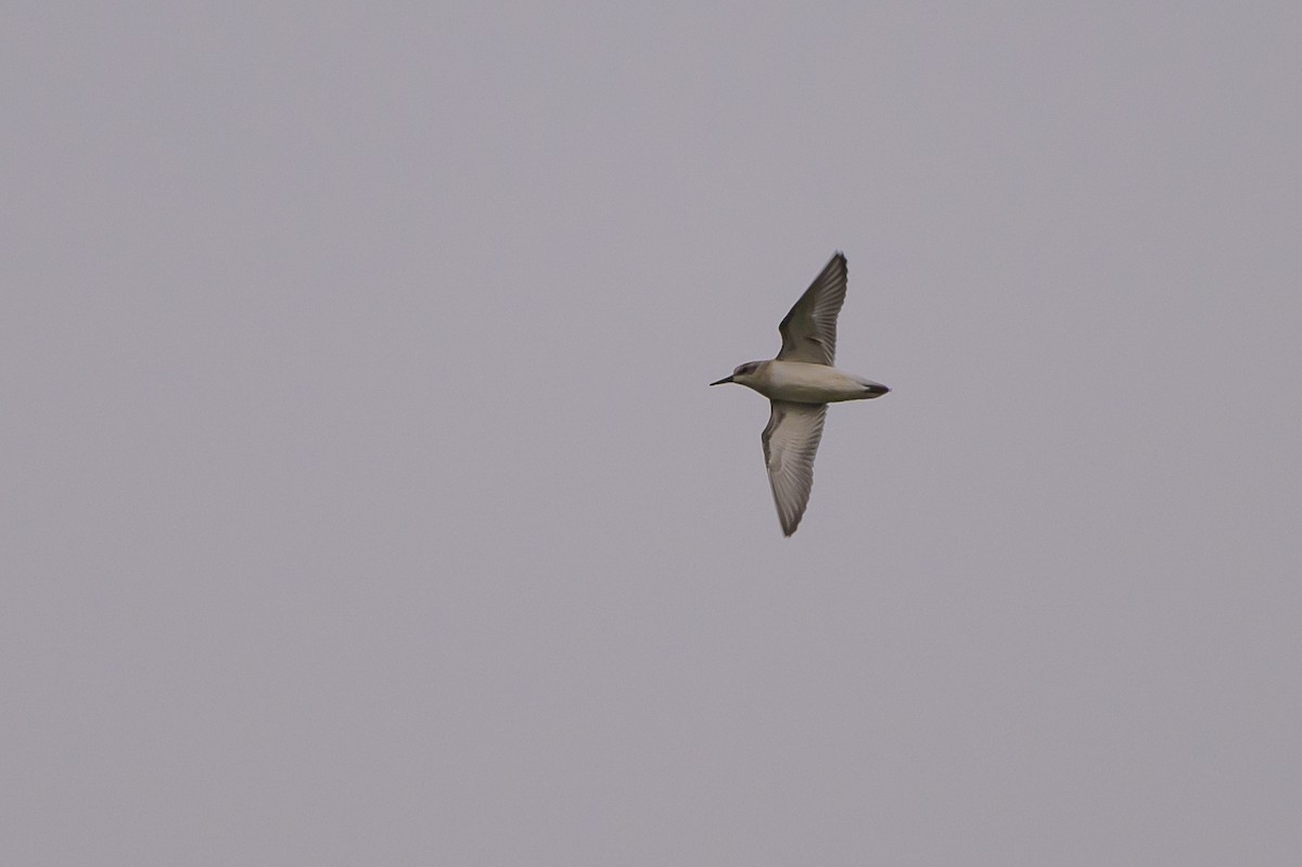 Semipalmated Sandpiper - ML620740856