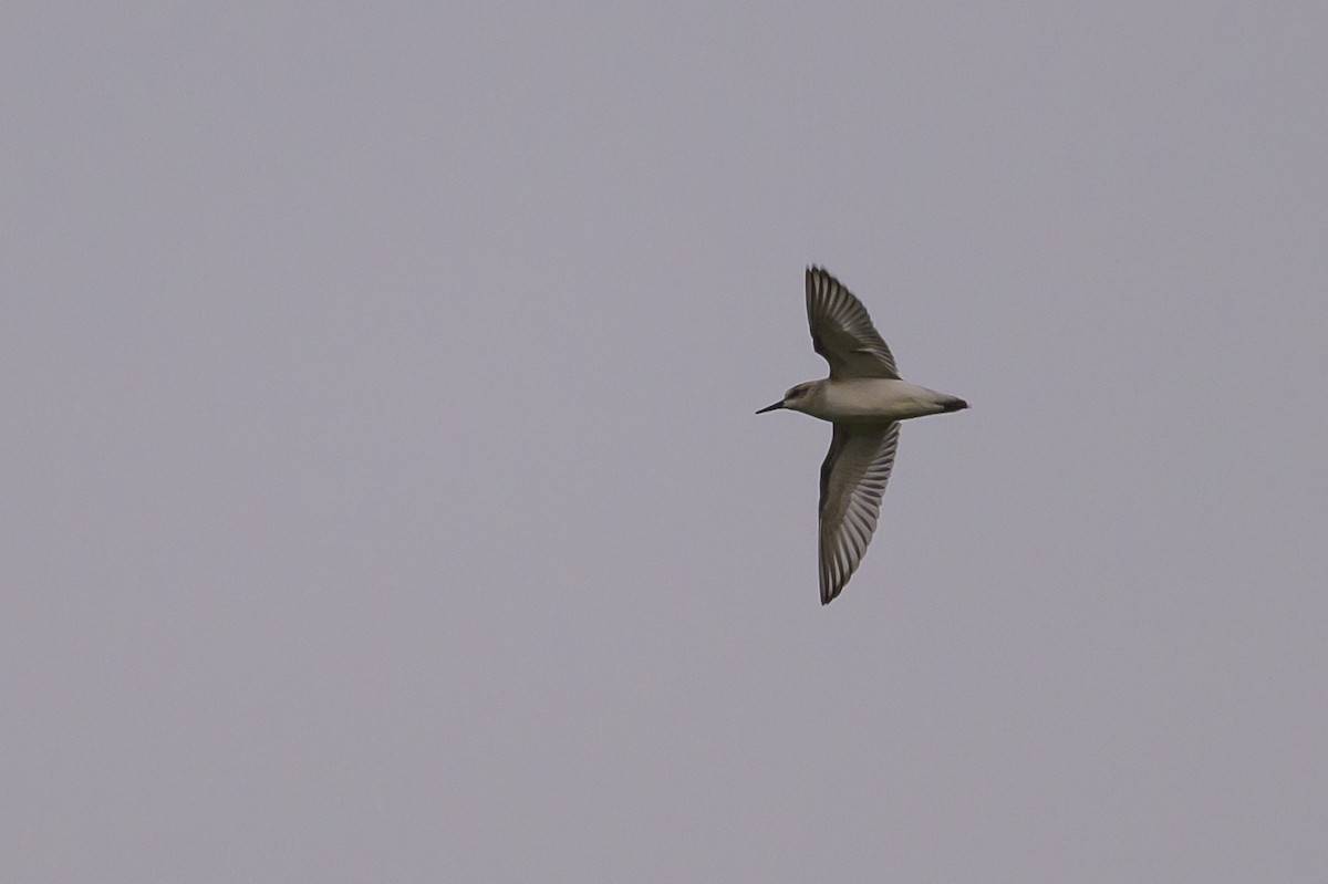 Semipalmated Sandpiper - ML620740857