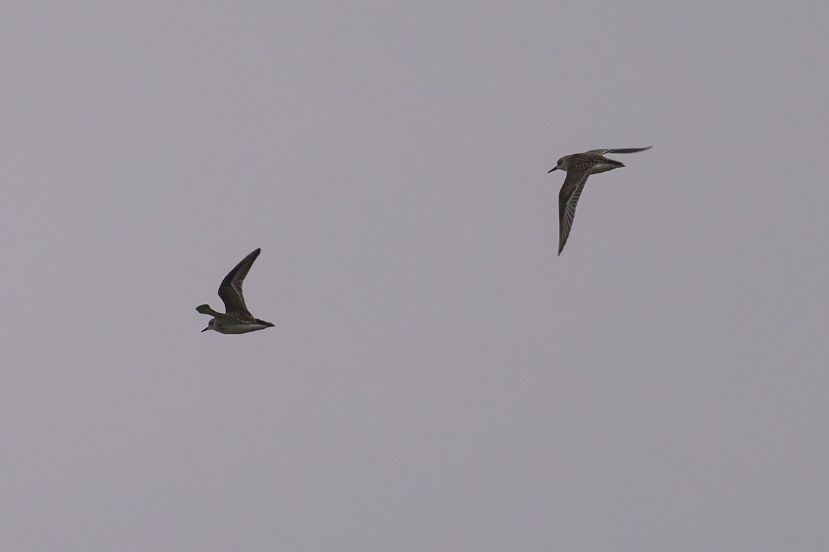 Semipalmated Sandpiper - ML620740859