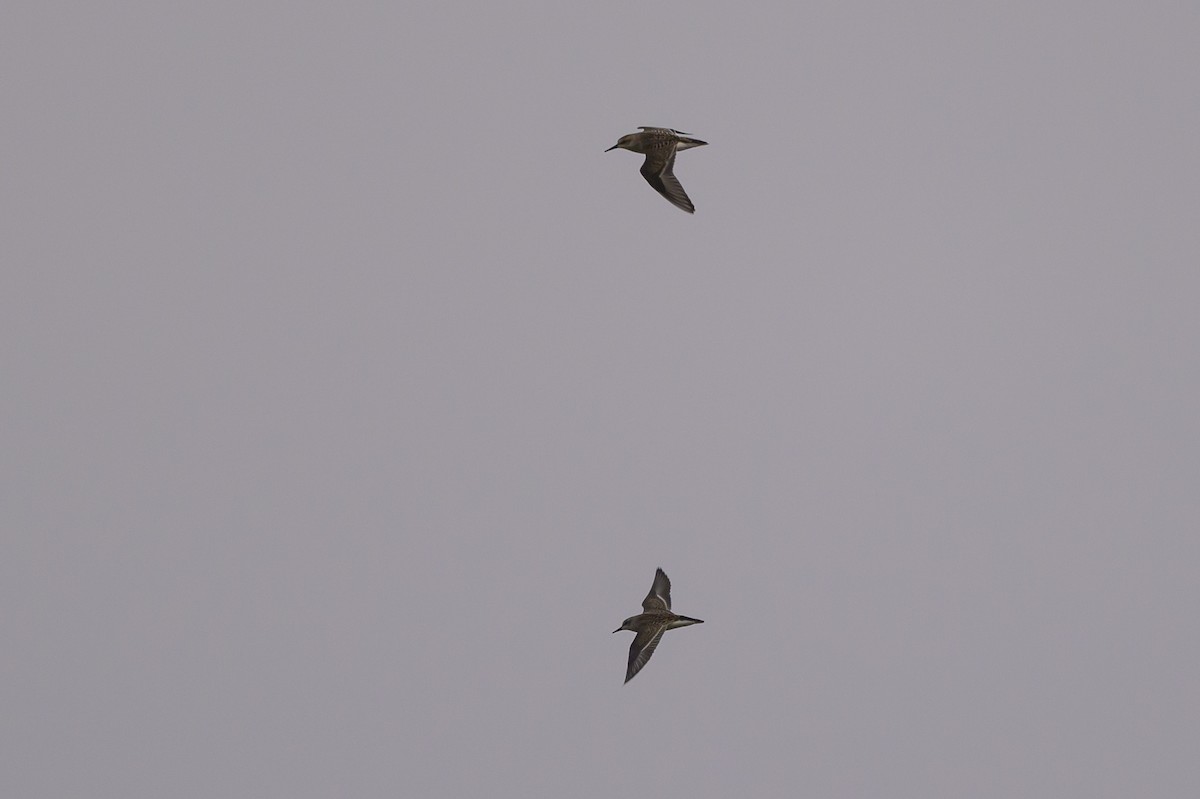 Semipalmated Sandpiper - ML620740860