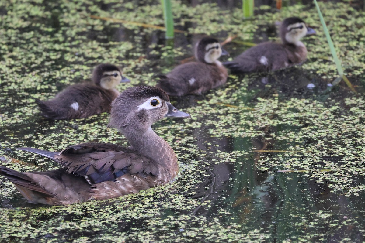 Wood Duck - ML620740862