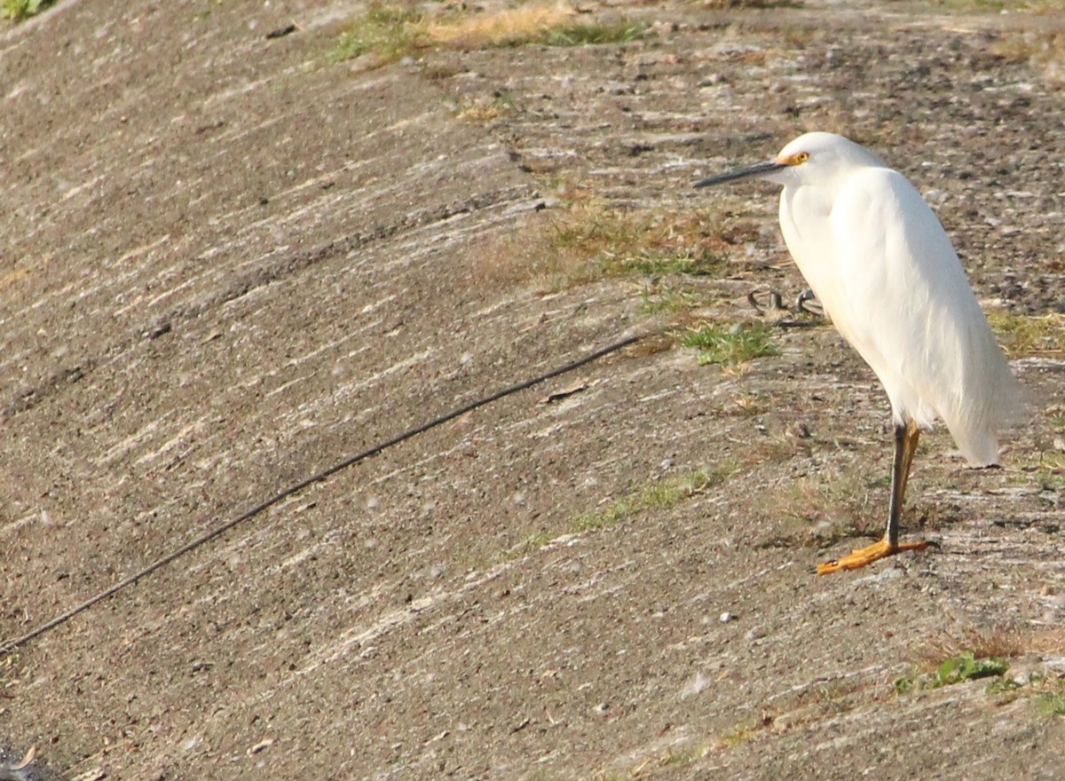 Snowy Egret - ML620740863