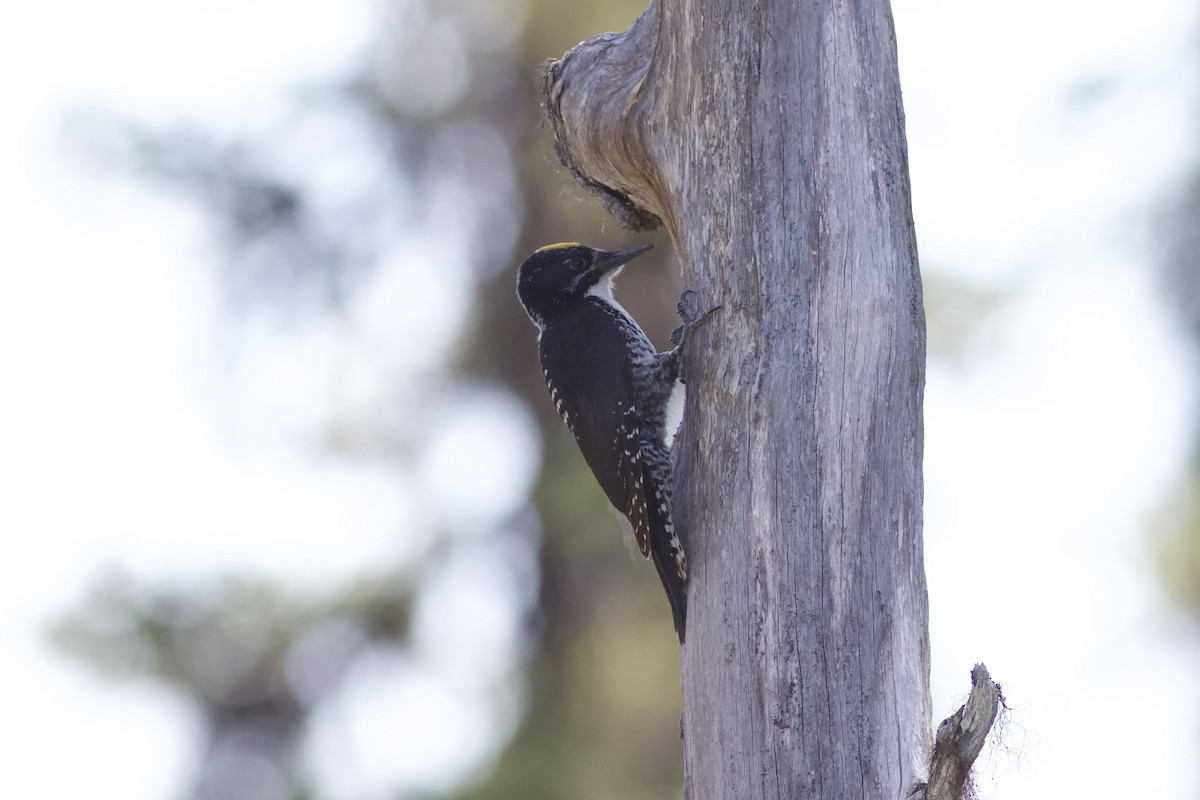 American Three-toed Woodpecker - ML620740865