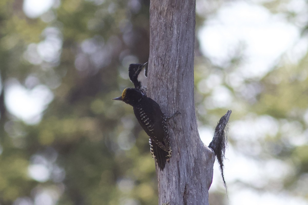 American Three-toed Woodpecker - ML620740866