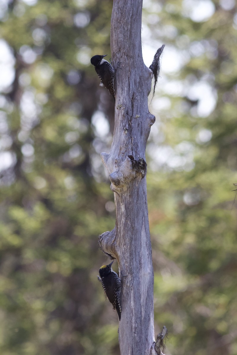 American Three-toed Woodpecker - François-Xavier Grandmont