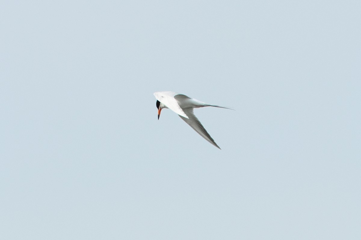 Forster's Tern - ML620740869