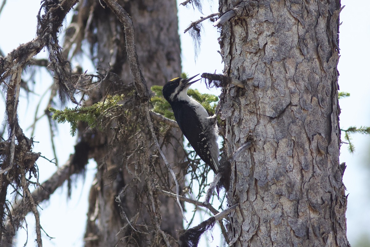 Black-backed Woodpecker - ML620740871