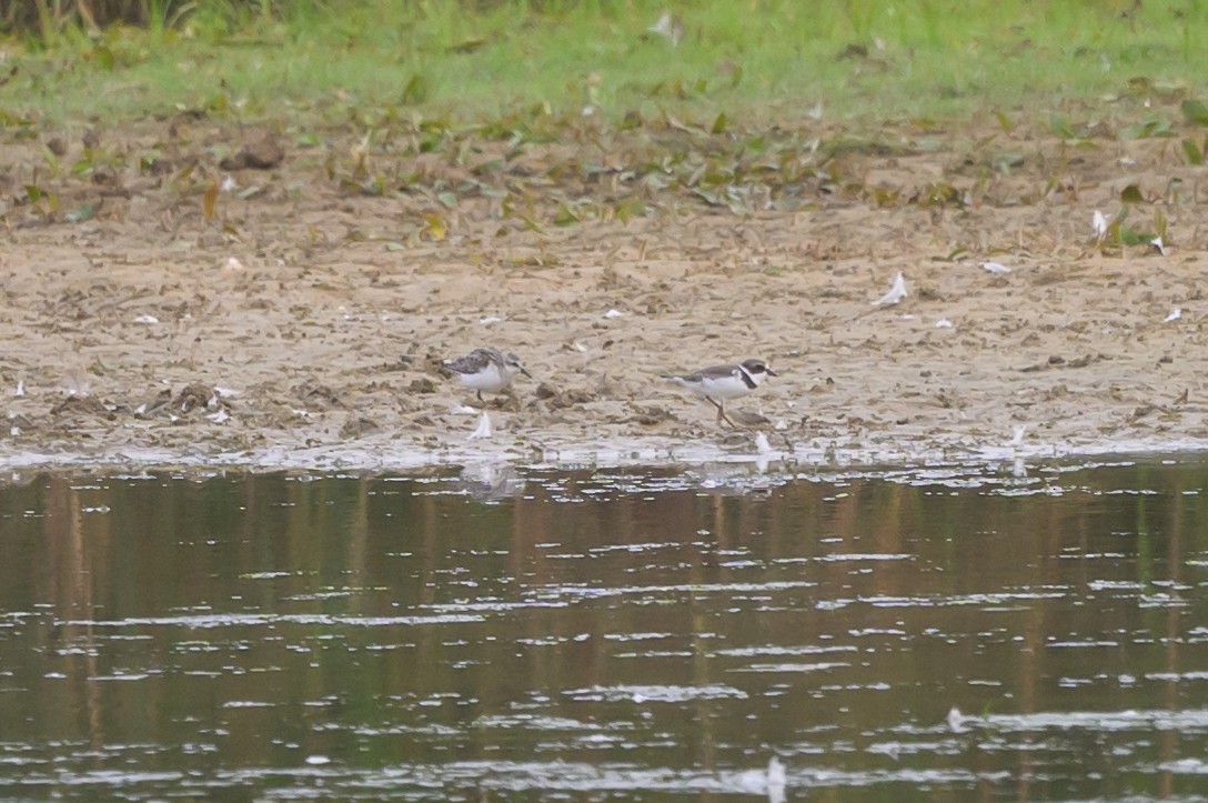 Semipalmated Plover - ML620740875