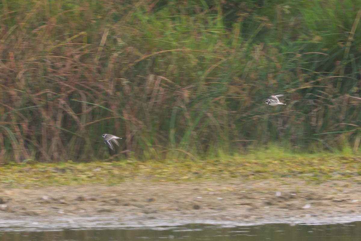 Semipalmated Plover - ML620740876