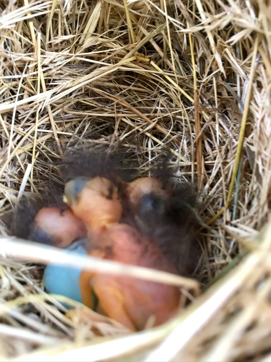 Eastern Bluebird - ML620740877