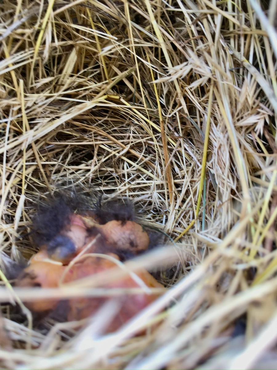 Eastern Bluebird - ML620740879