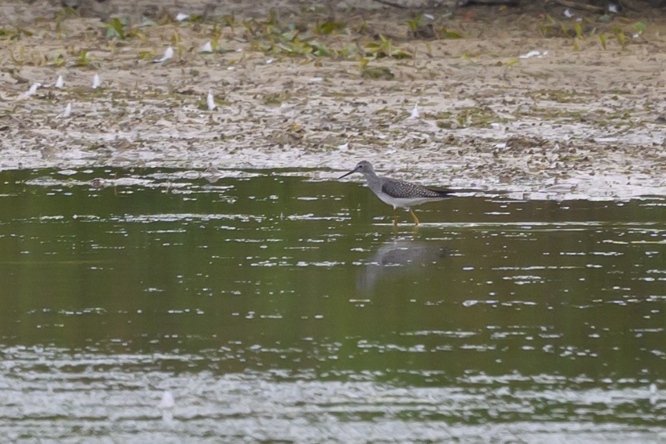 Lesser Yellowlegs - ML620740881