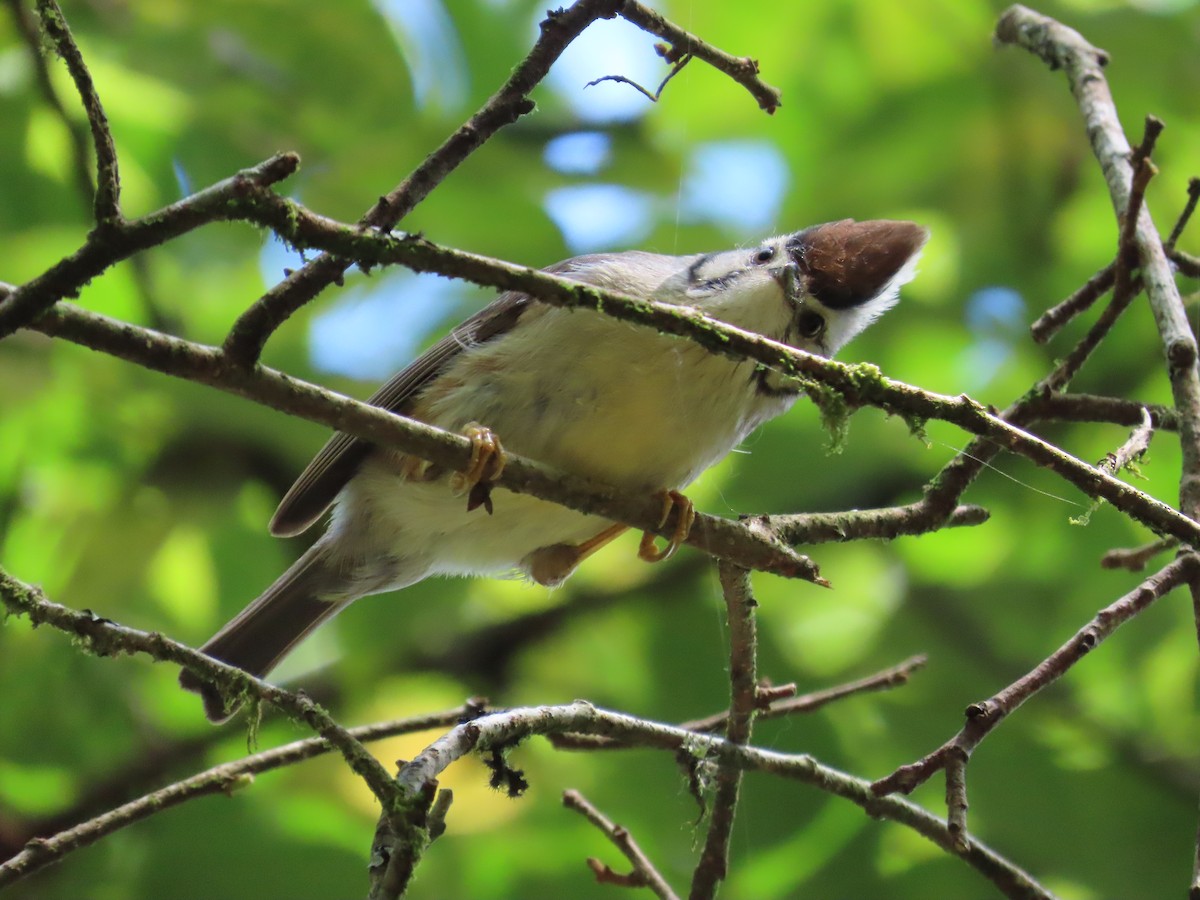 Braunscheitelyuhina - ML620740889