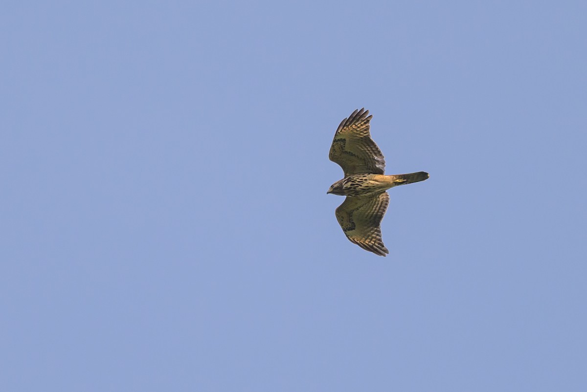 Red-shouldered Hawk - ML620740891