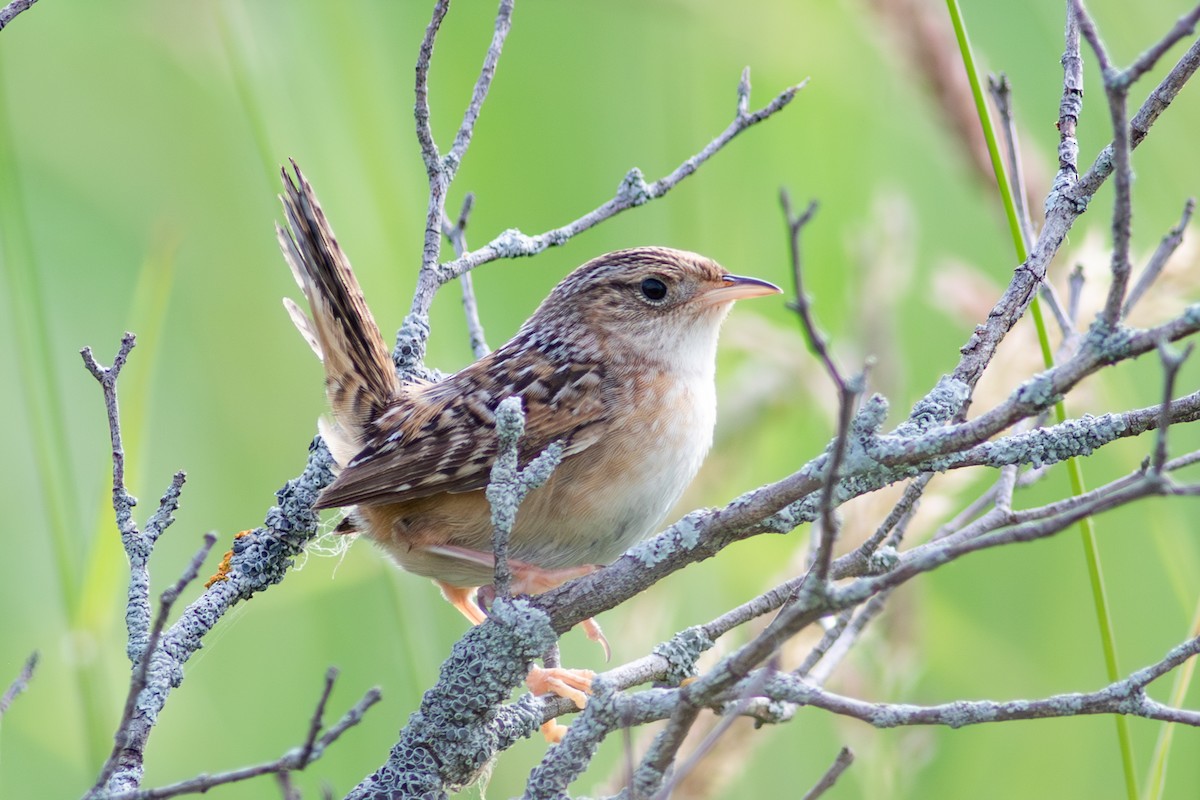 Sedge Wren - ML620740892