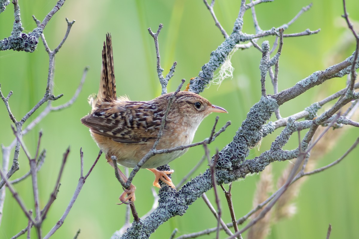 Sedge Wren - ML620740893