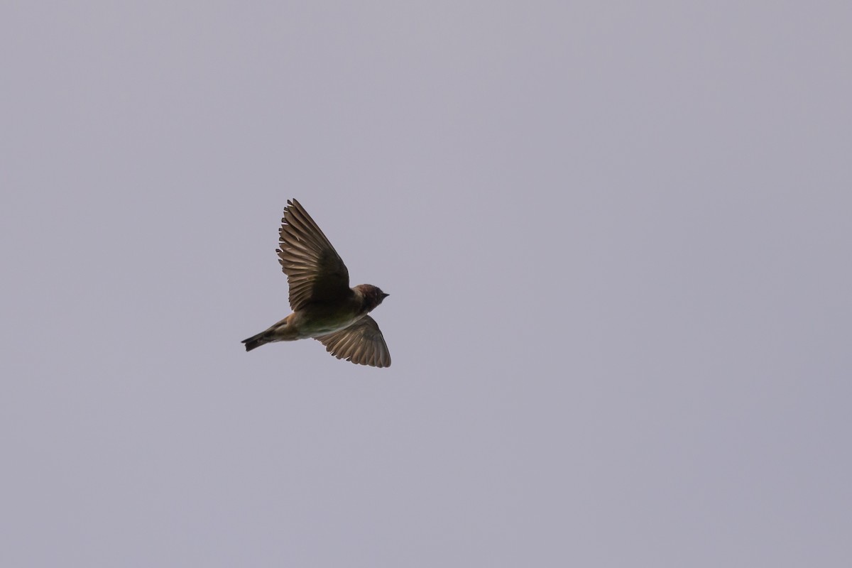 Cliff Swallow - ML620740895