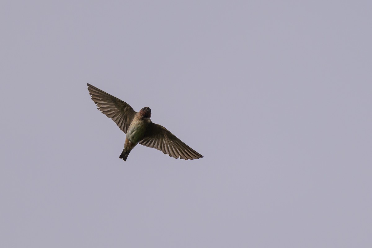 Cliff Swallow - ML620740896