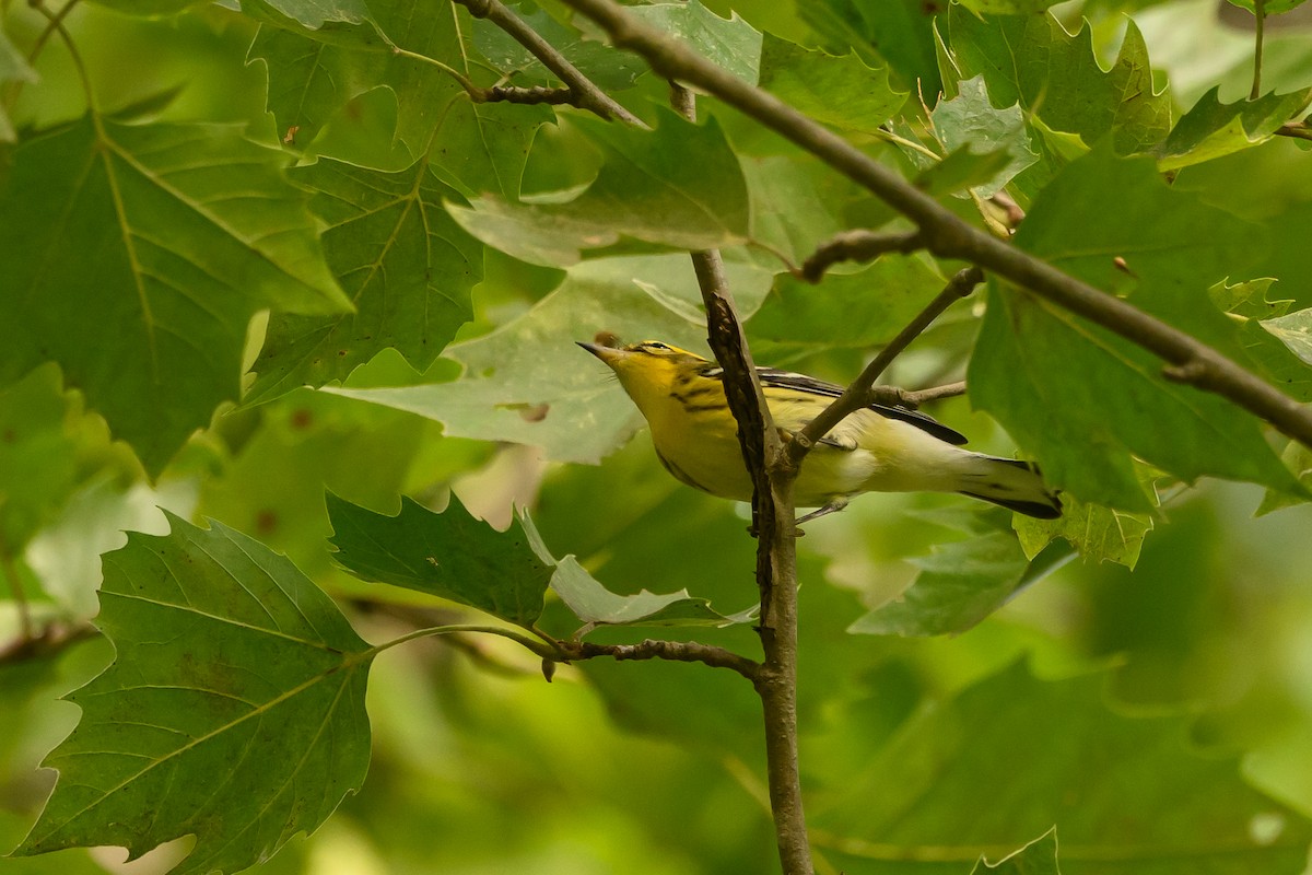 Blackburnian Warbler - ML620740899