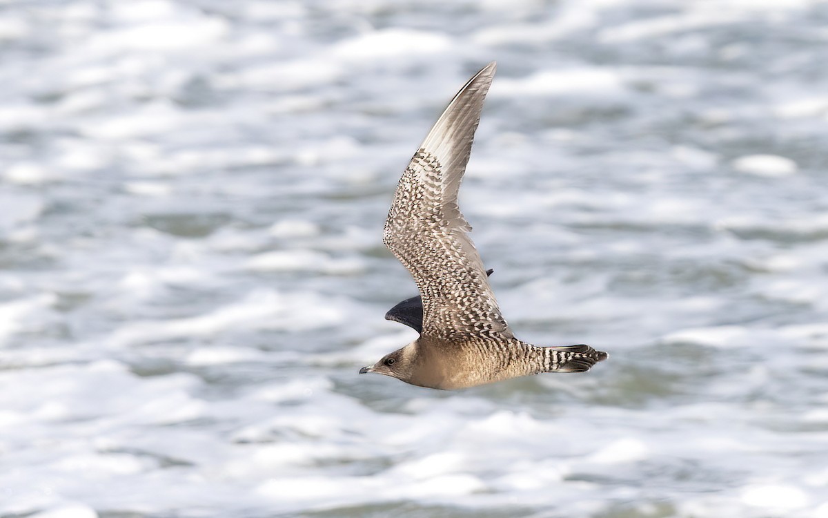 Long-tailed Jaeger - ML620740905