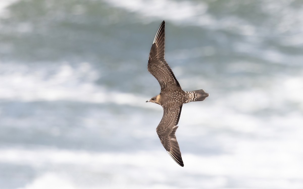 Long-tailed Jaeger - Wojciech Janecki