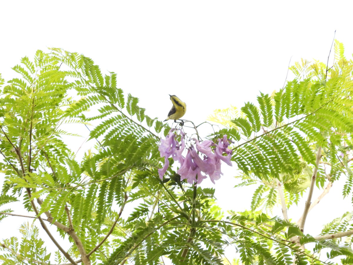 Purple-rumped Sunbird - ML620740907