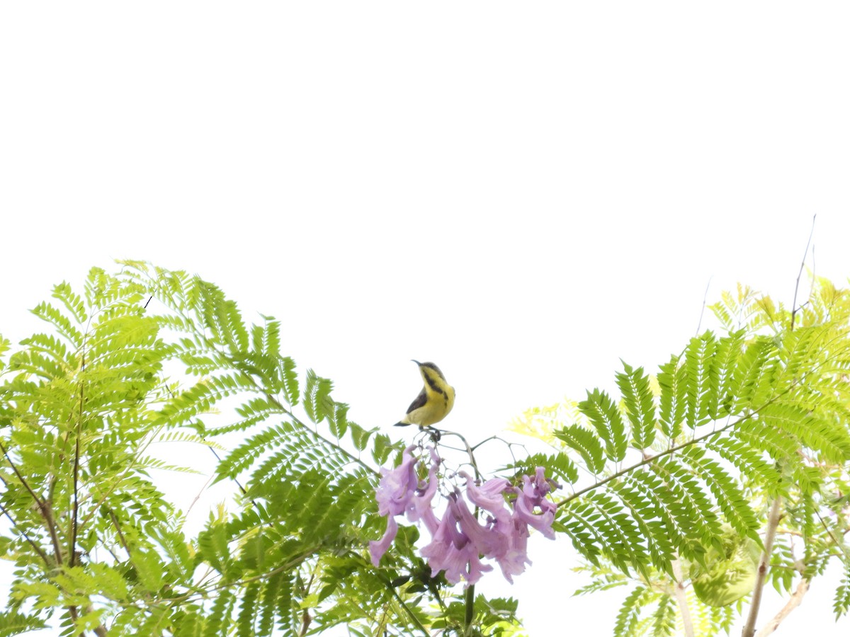 Purple-rumped Sunbird - ML620740908