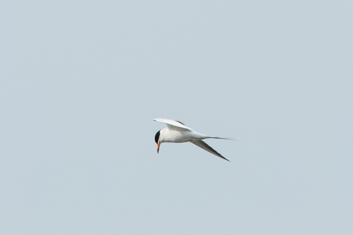 Forster's Tern - ML620740915