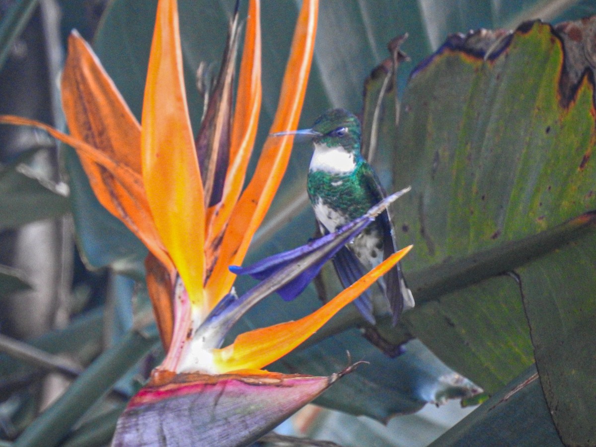 White-throated Hummingbird - Rafael Juchem