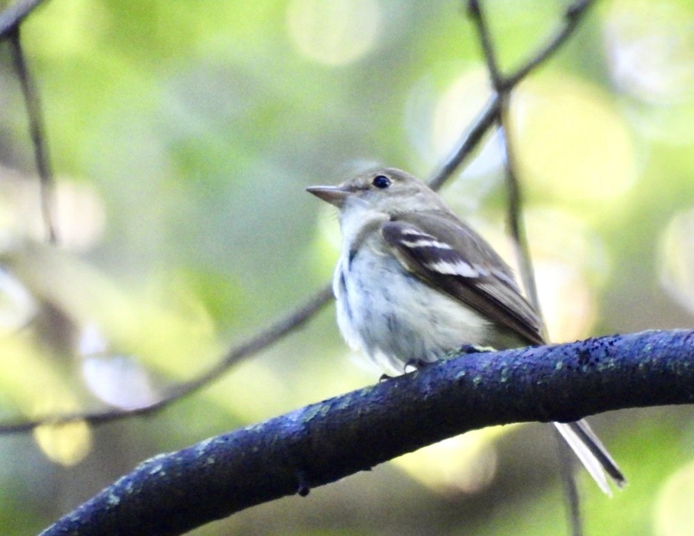 tyranovec zelenavý - ML620740919